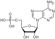 5'-腺苷酸