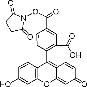 5-羧基荧光素琥珀酰亚胺酯
